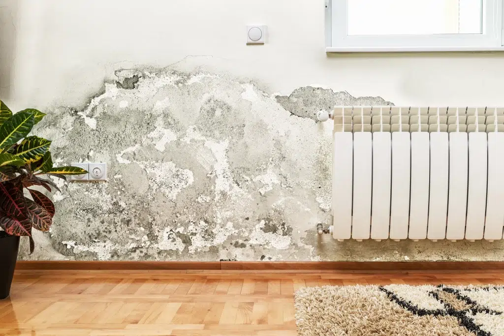 Blog 3 Mold on wall