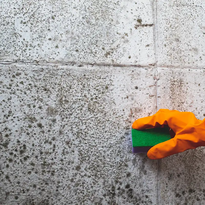 Brushing mold from wall with gloves