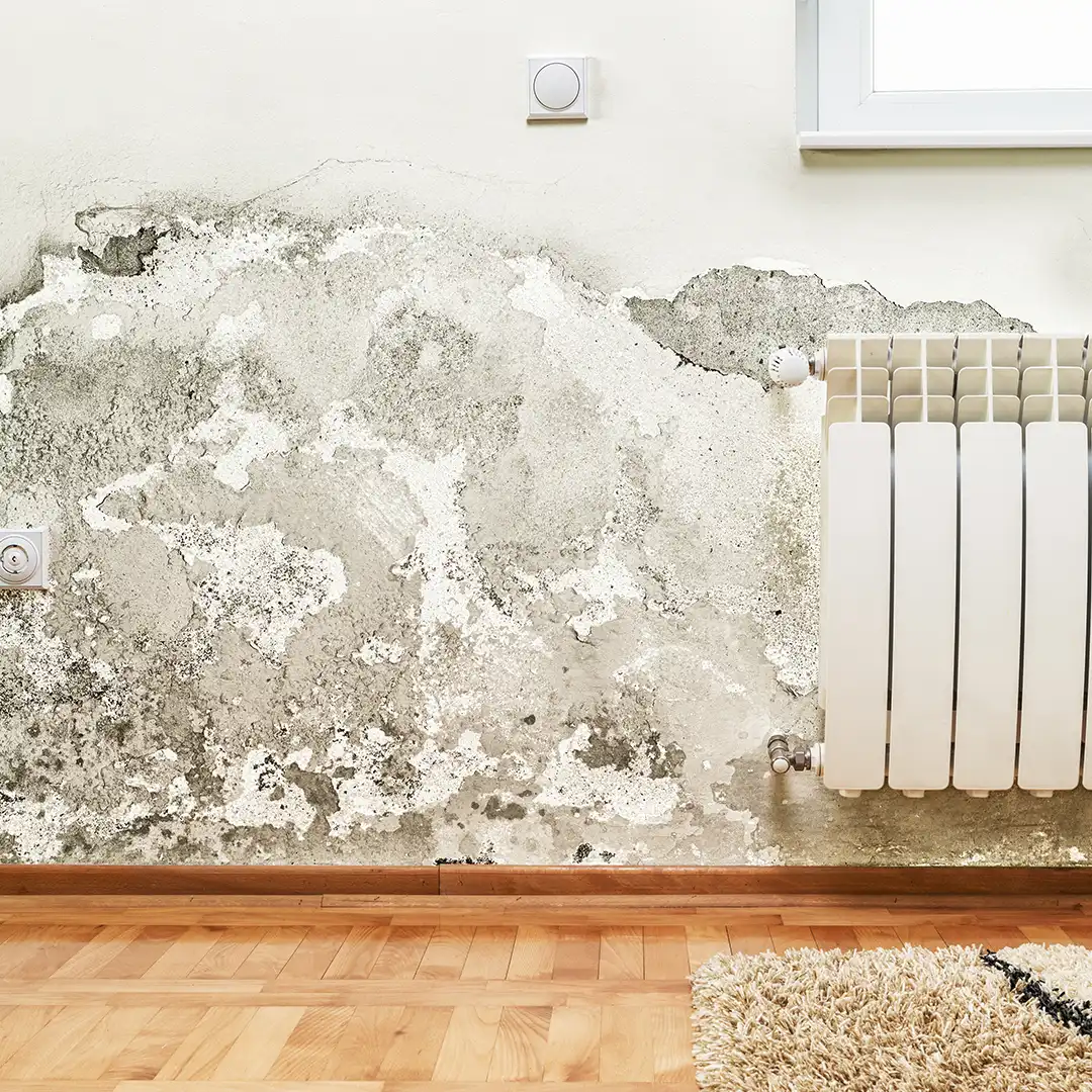 Mold on an interior wall